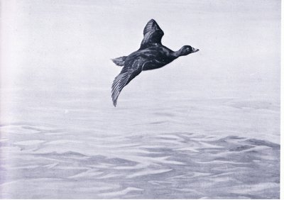 Scoter Duck by Frank Southgate